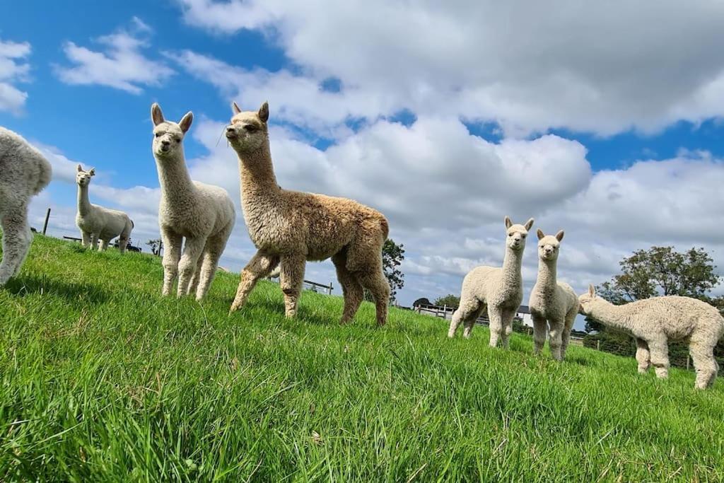 The Alpaca Farmhouse With Hot Tub And Alpaca Experience Included Dromara Exterior foto
